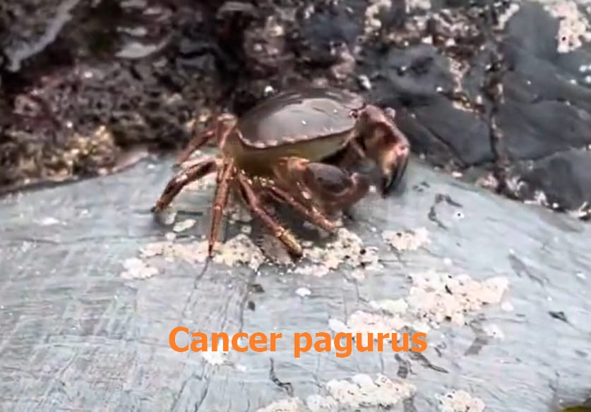 Eurybiont organisms