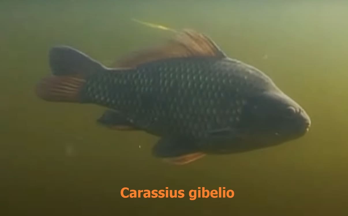 Eurynonic fish