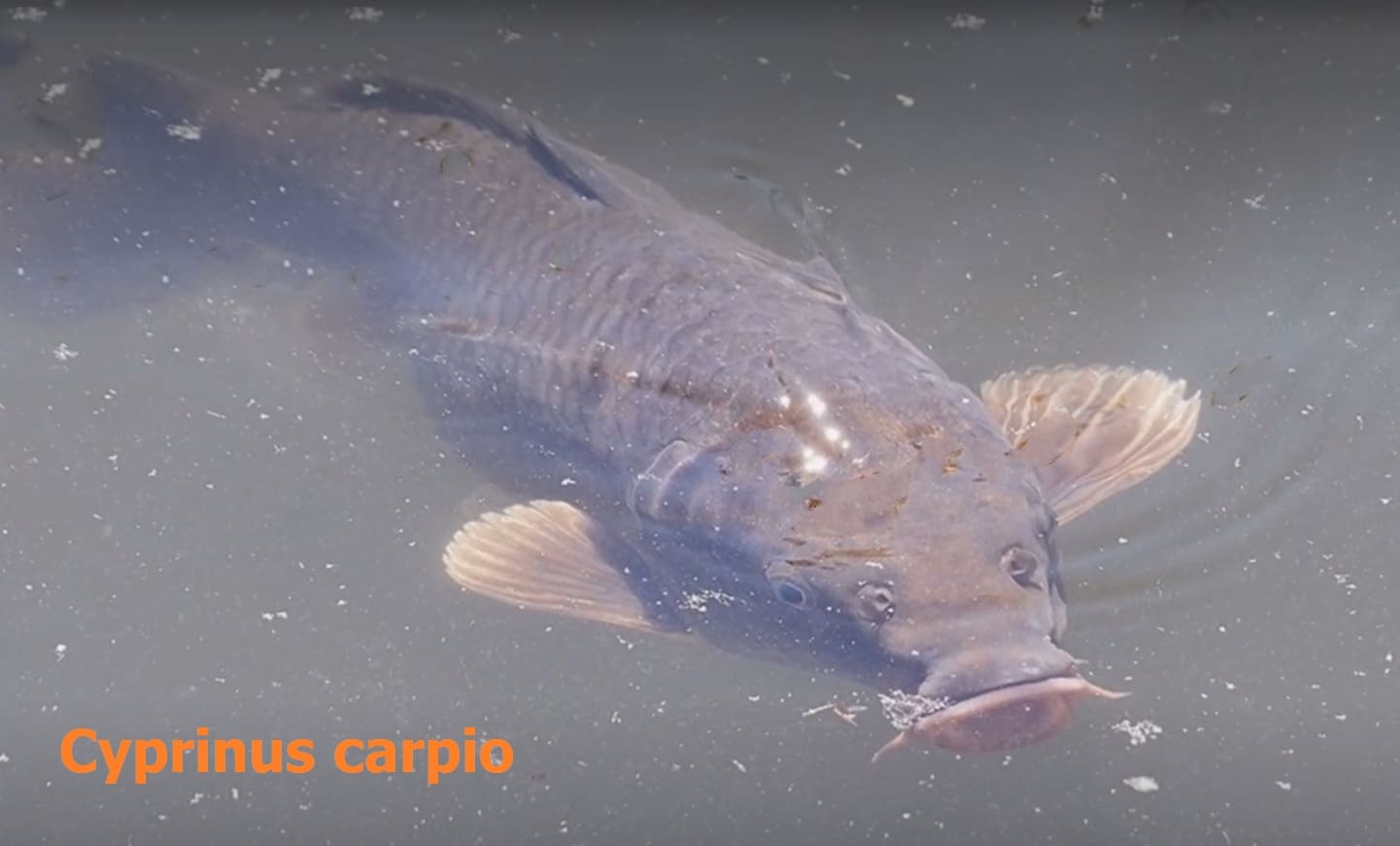 Eurythermal fish