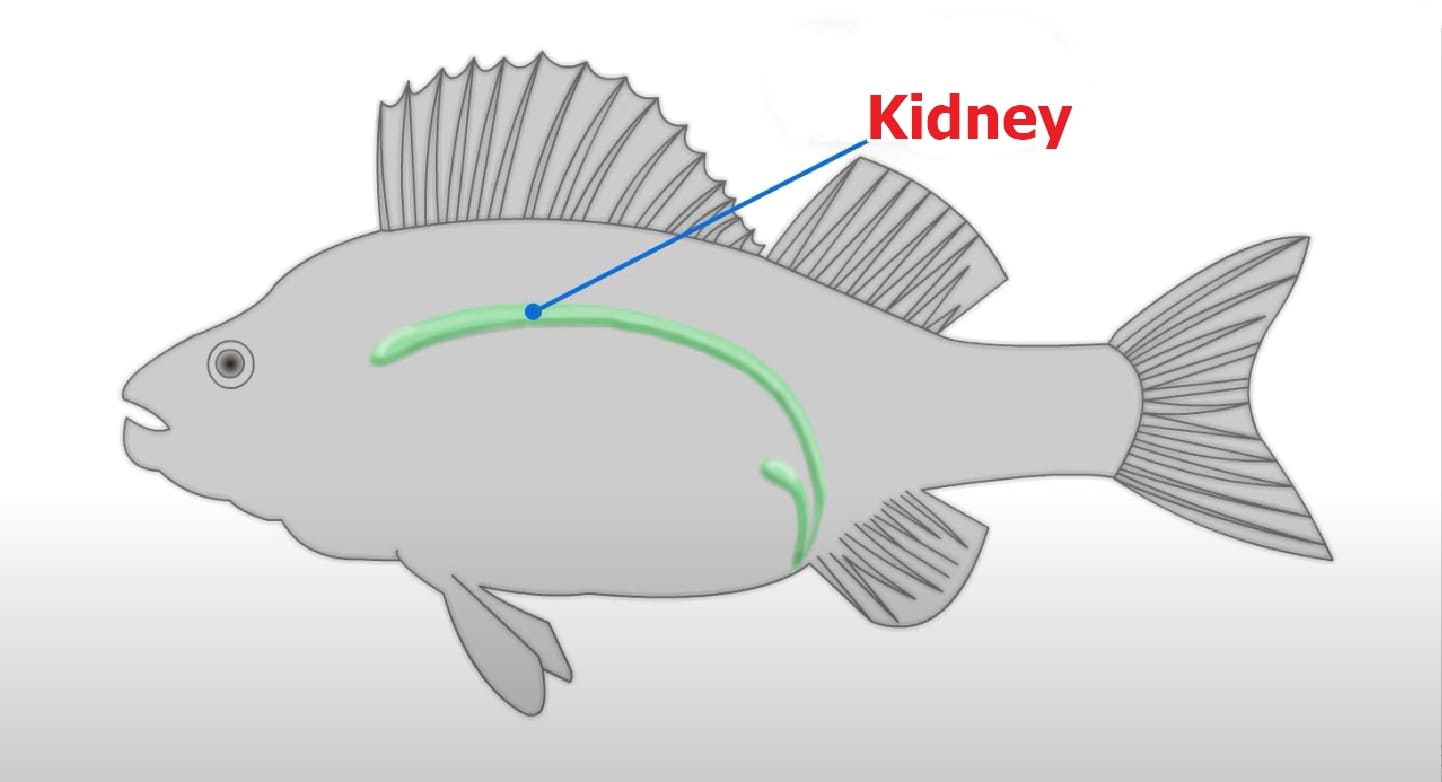 Excretory organs