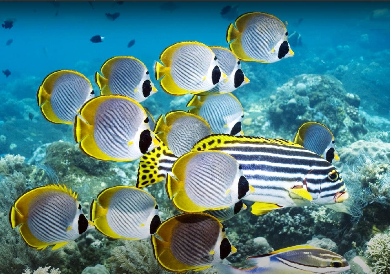 Exometabolites