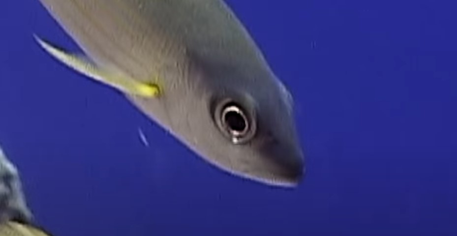 Eyes