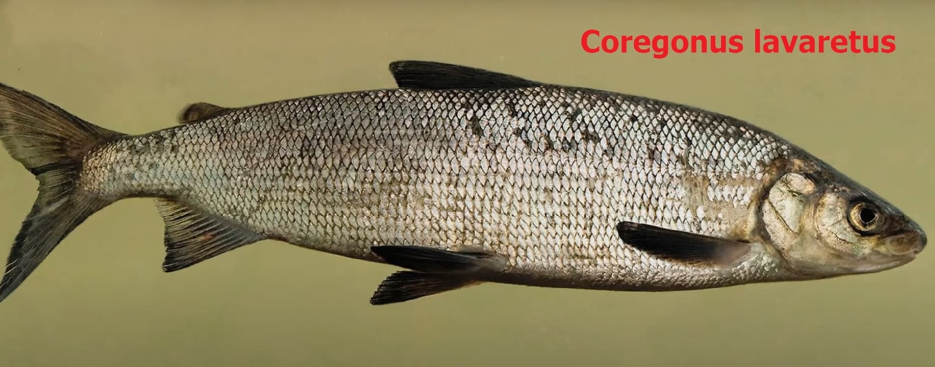 Fall spawning fish