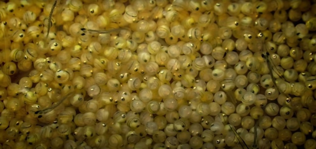 Fertility
