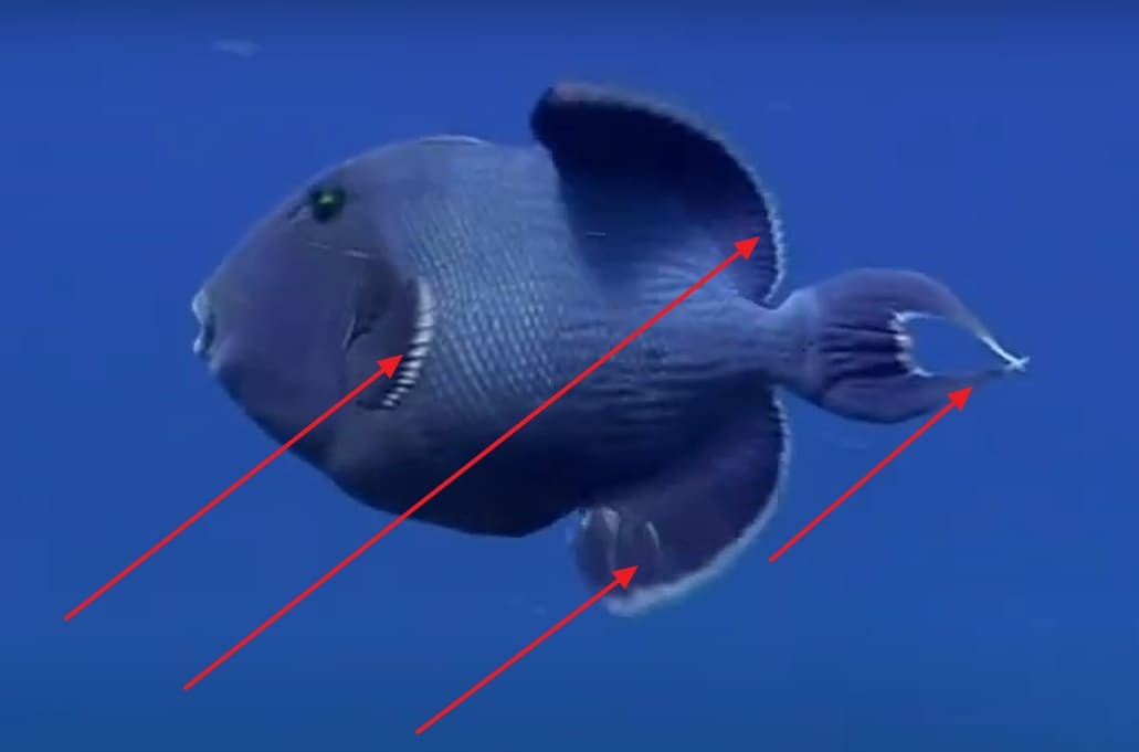Fins