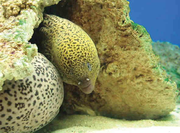 Fish adaptation