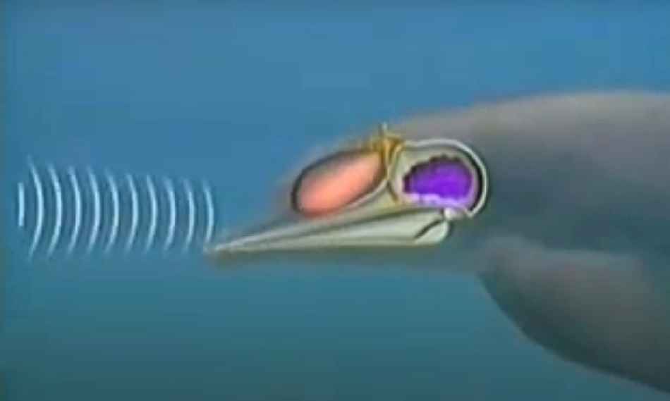 Fish biolocation