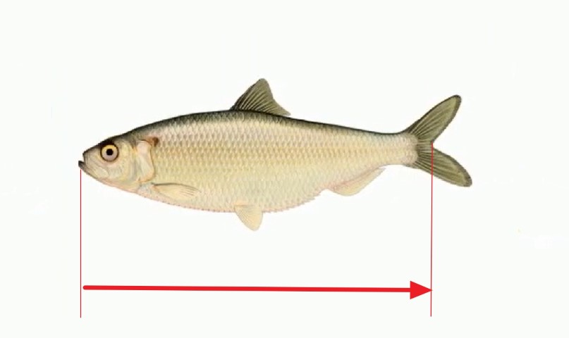 Fish body length