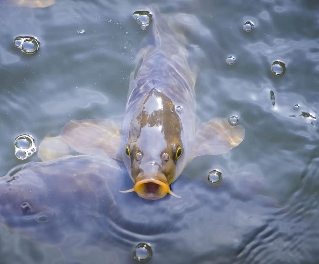 Fish feeding