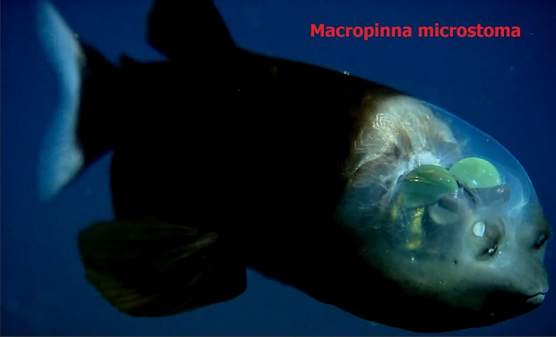 Fish head