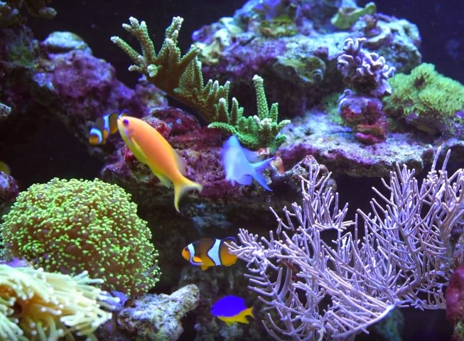Fish life cycle