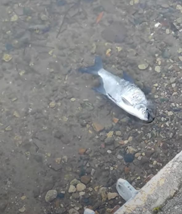 Fish mortality