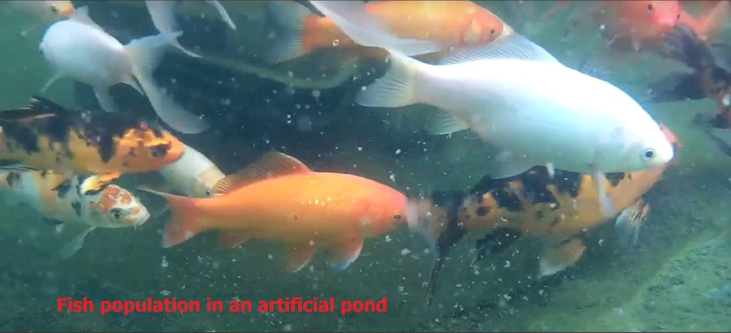 Fish numbers dynamics
