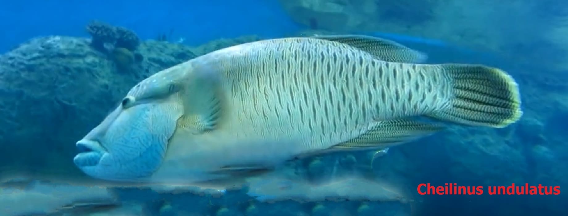 Fish sexual maturity