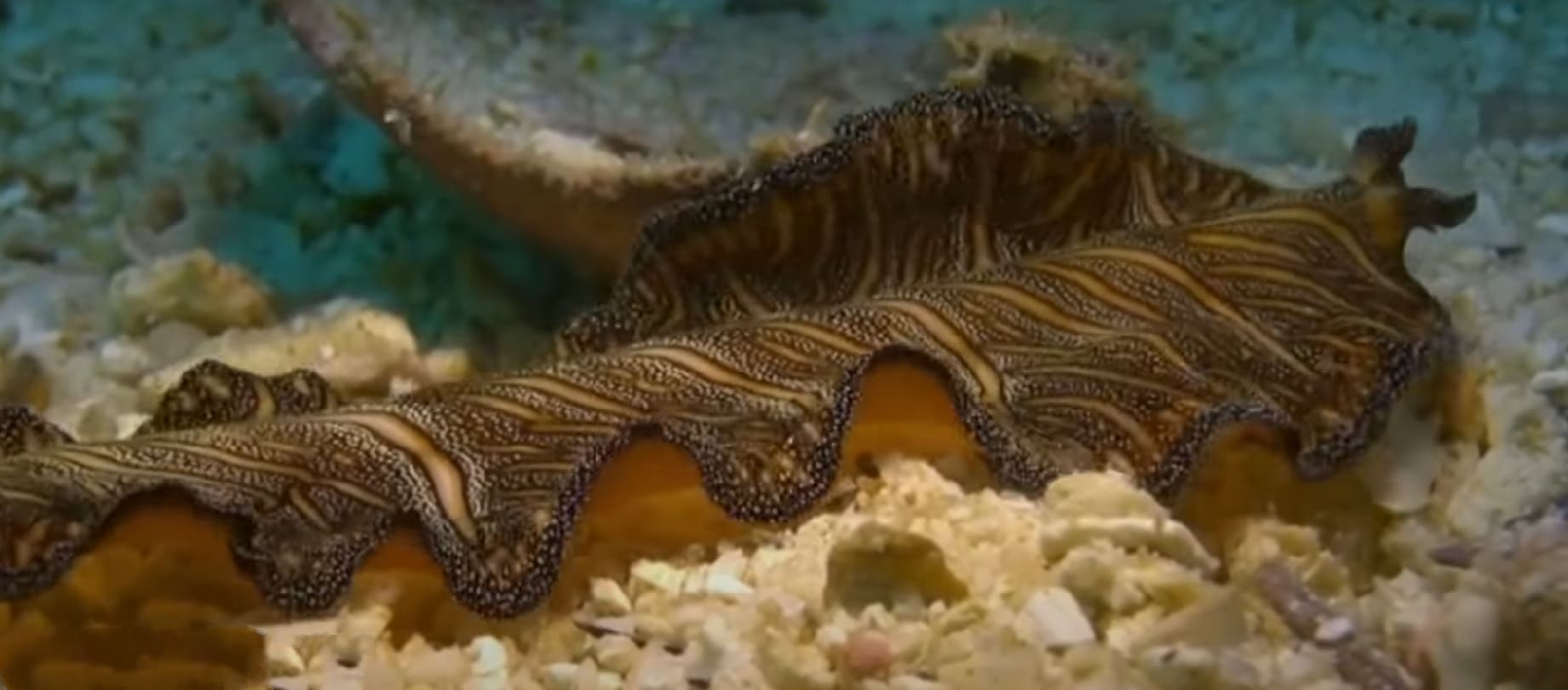 Flatworm
