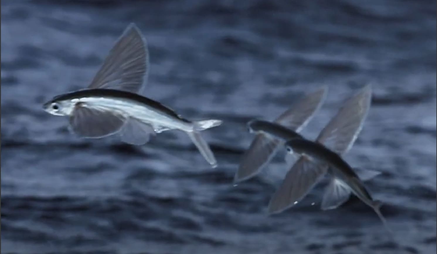 Flying fishes