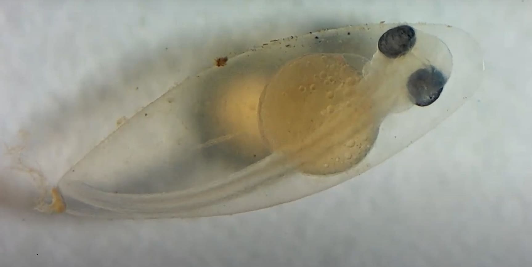 Free embryo