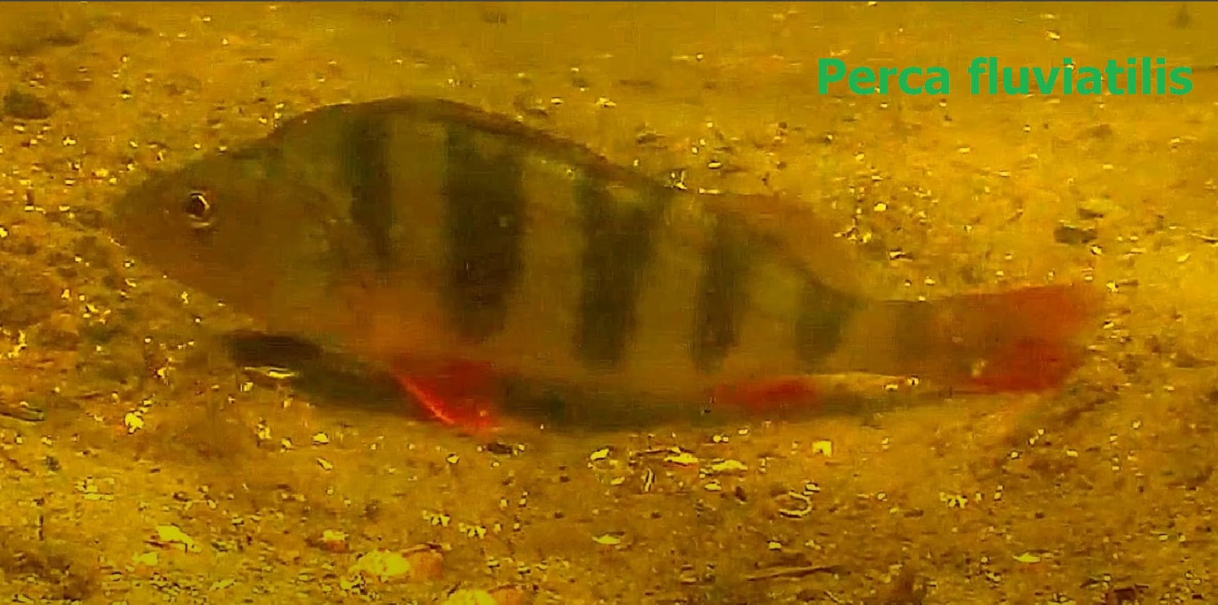 Freshwater fish