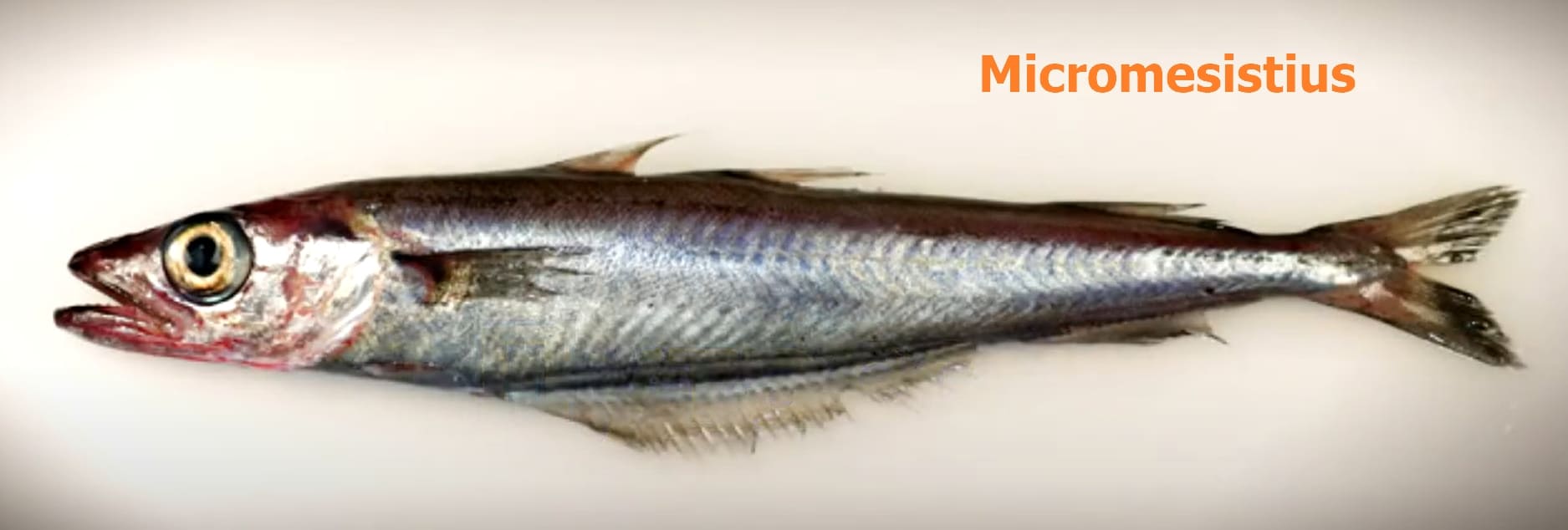 Gadidae