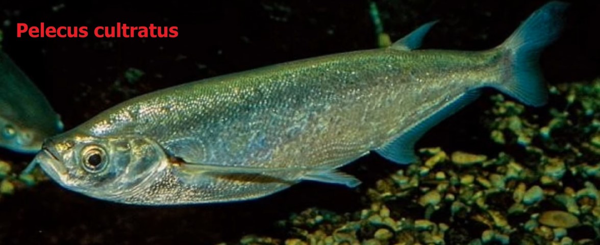 Hypobate type of tail fin — photo 1