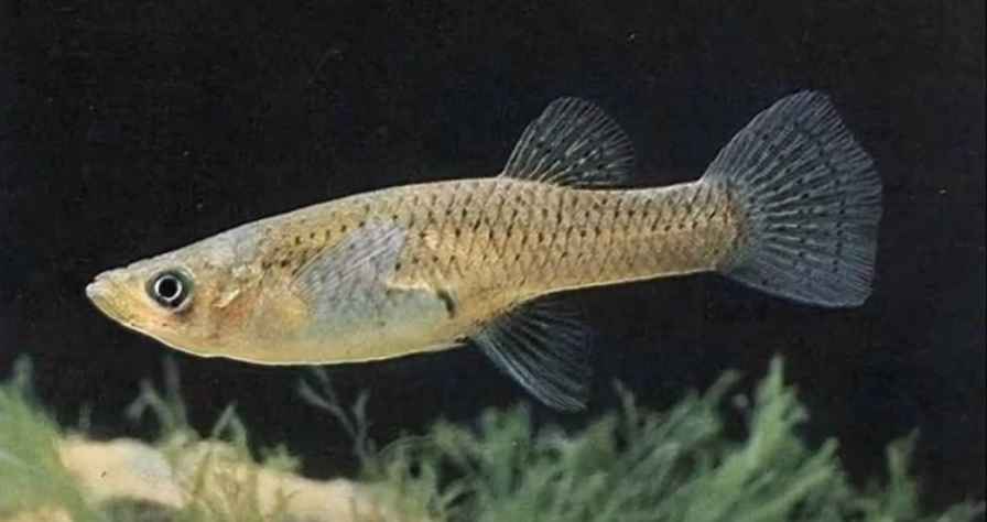 Gambusia (Gambusia affinis)