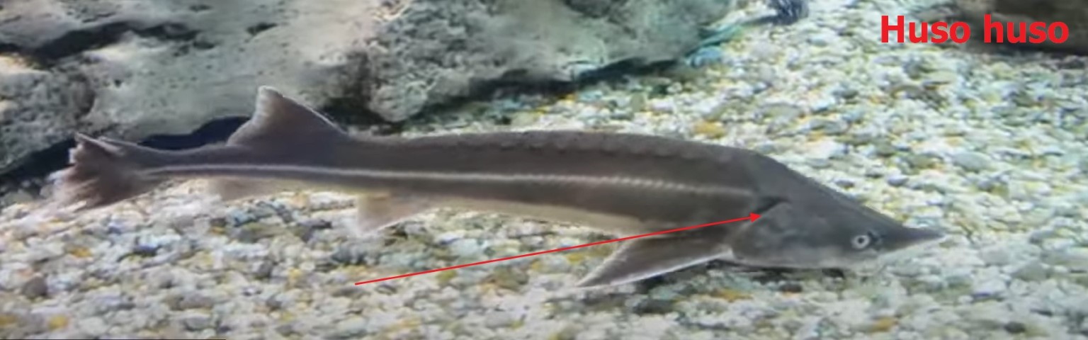 Gill membrane