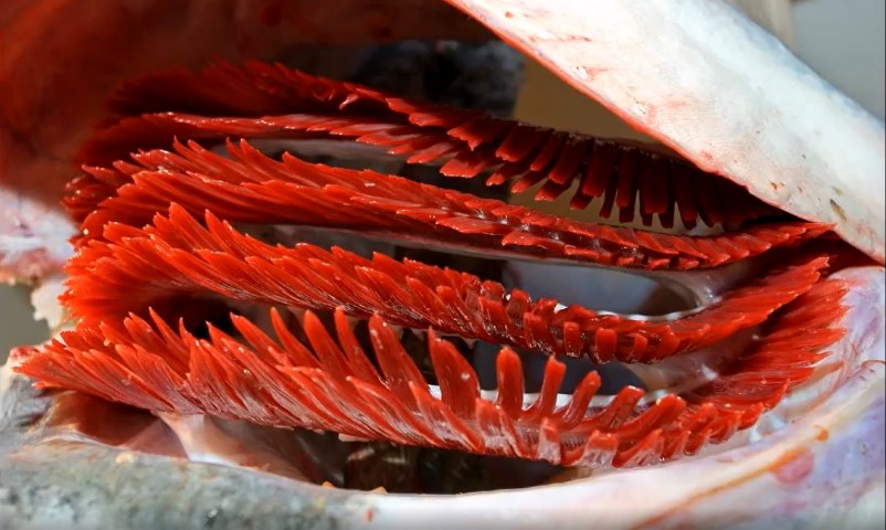 Gill petals