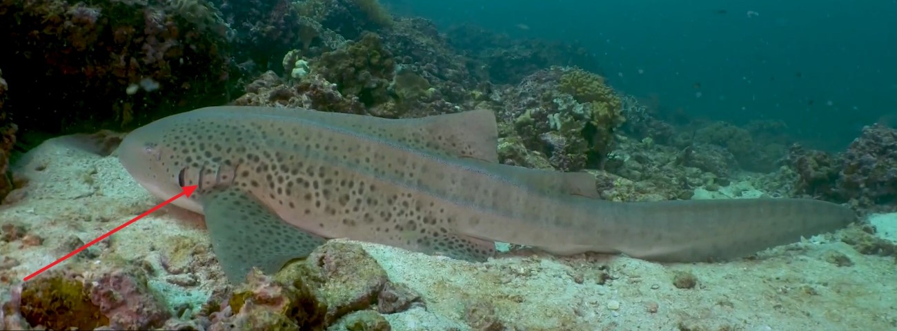 Gill slit