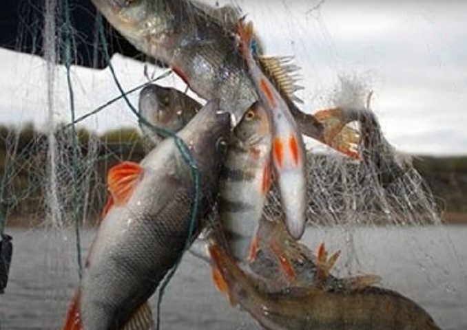 Gillnetting