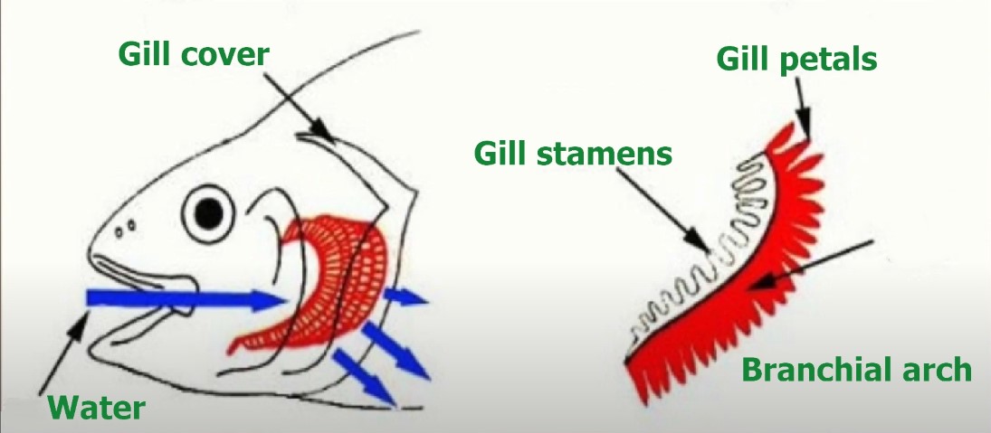 Gills