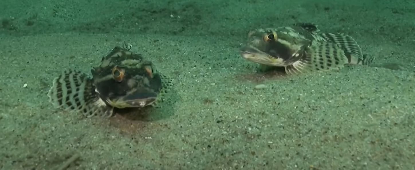 Goosefish
