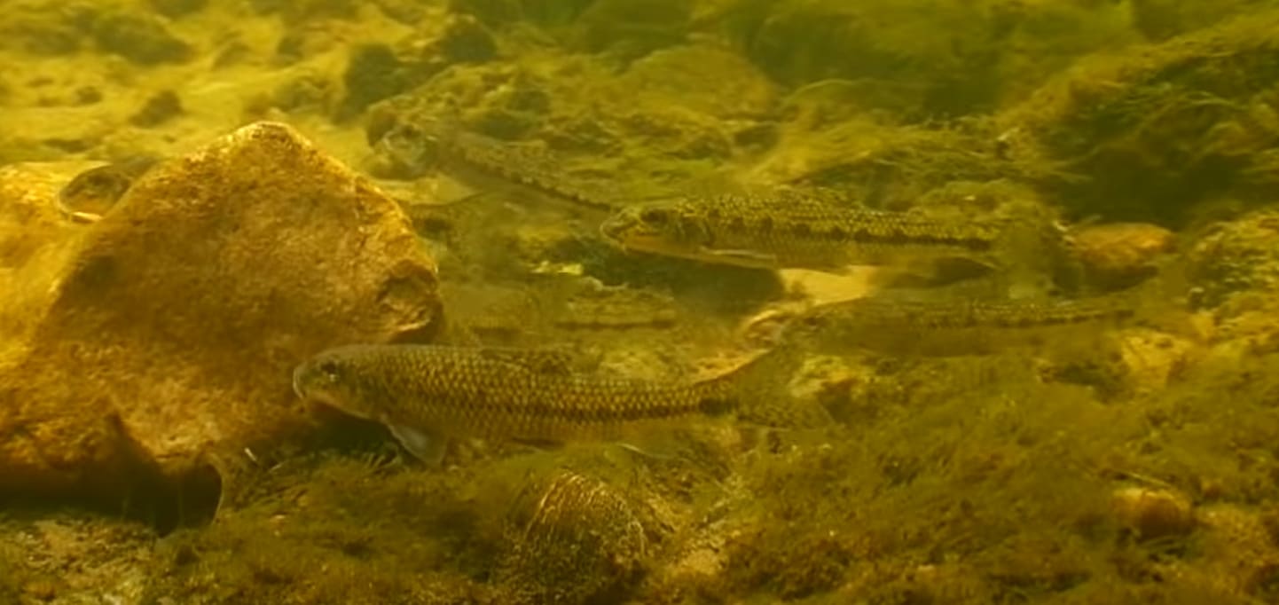Gudgeon