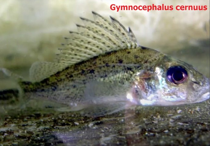 Gymnocephalus