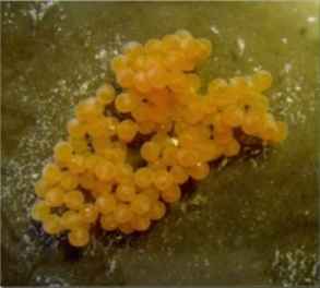Gynogenesis