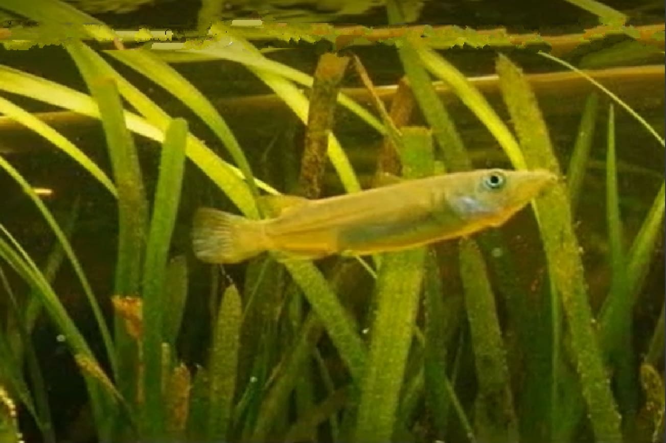 Halfbeak
