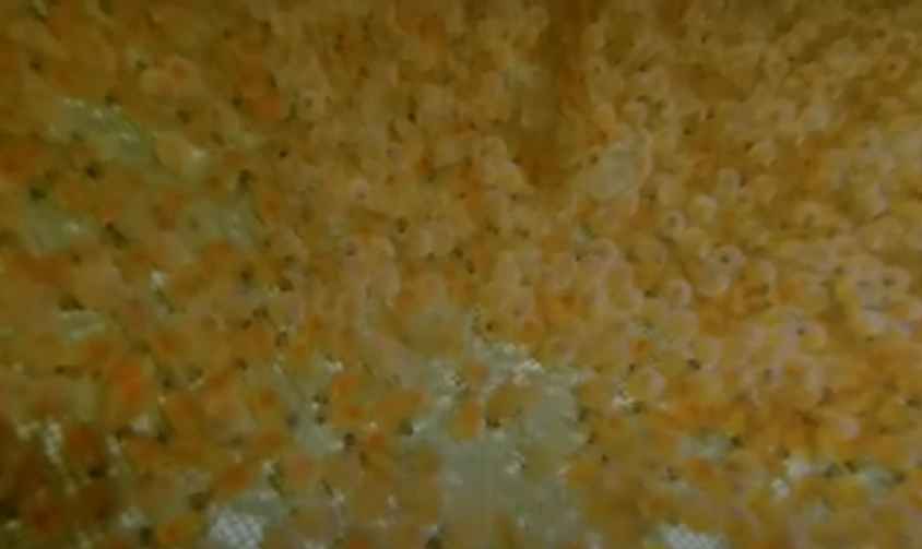 Hatching fish embryos