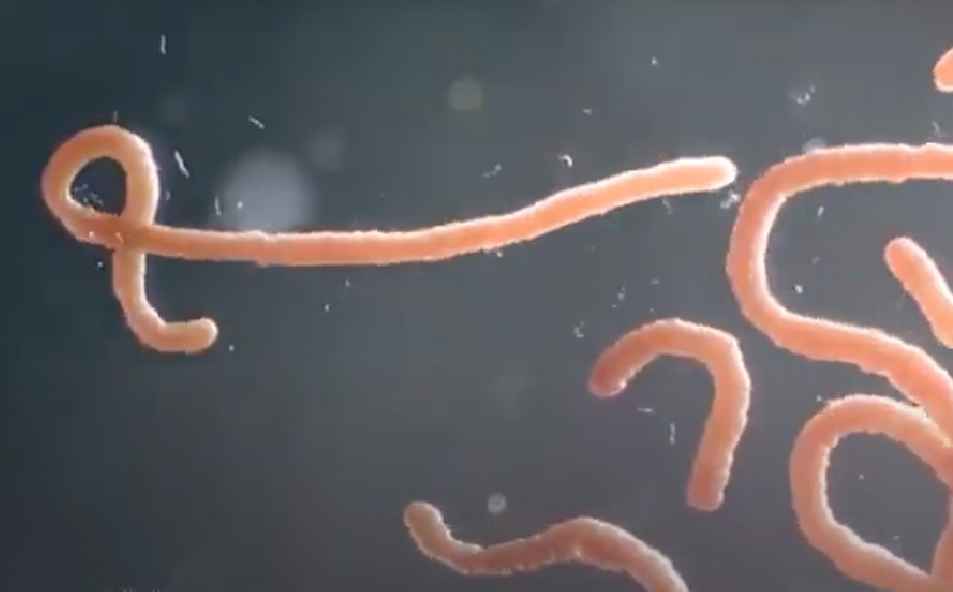 Helminthiasis