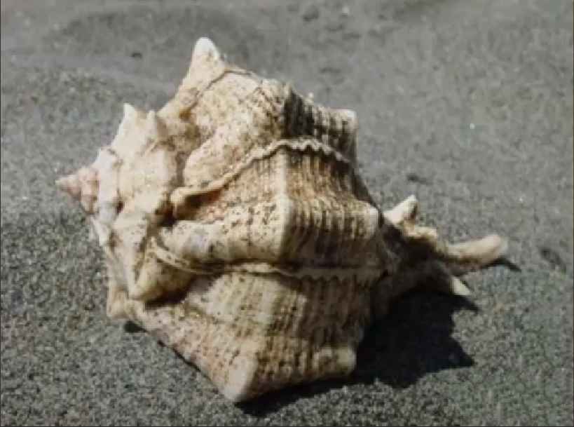 Hermaphroditism