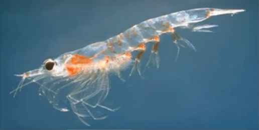 Higher crayfish (Malacostraca)