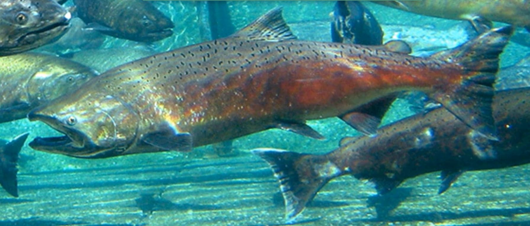 Chinook salmon