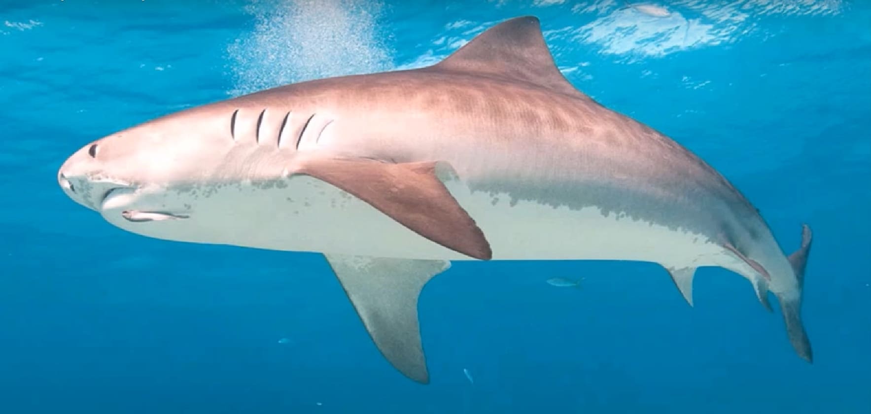 Chondrichthyes
