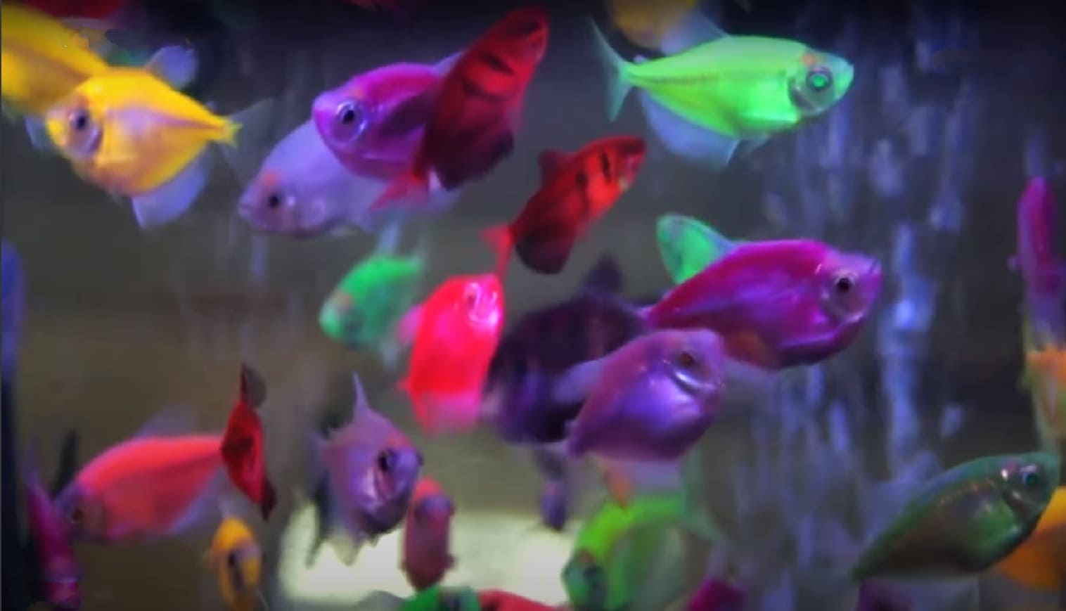 Chromatophores