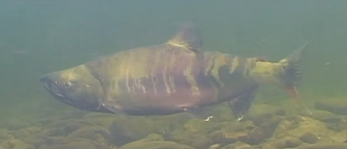 Chum salmon