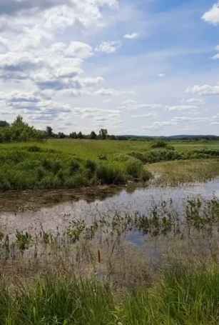 Humified pond