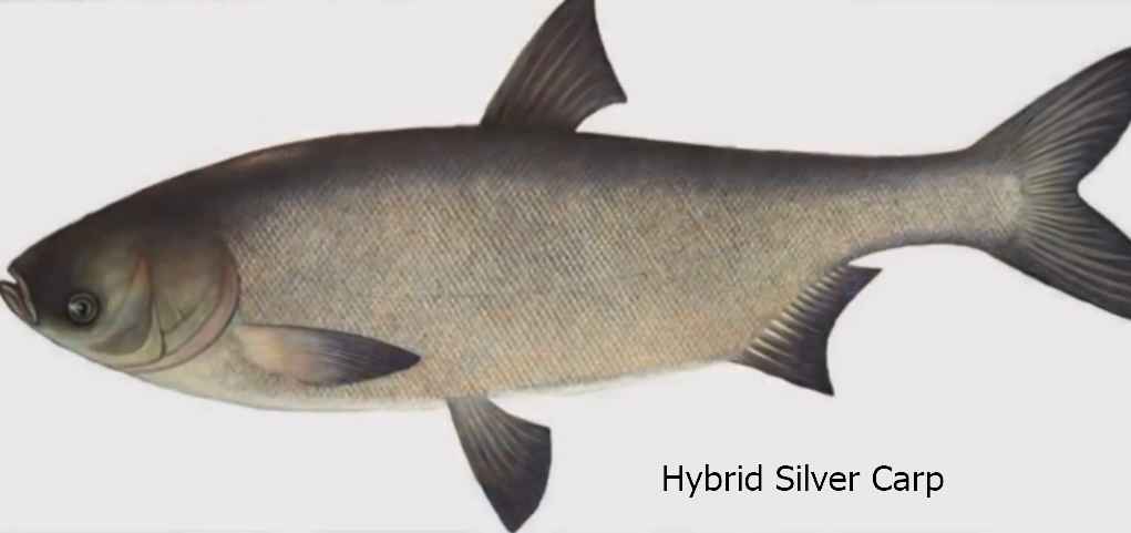 Hybrid