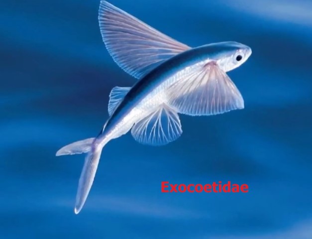 Hypobate type of tail fin