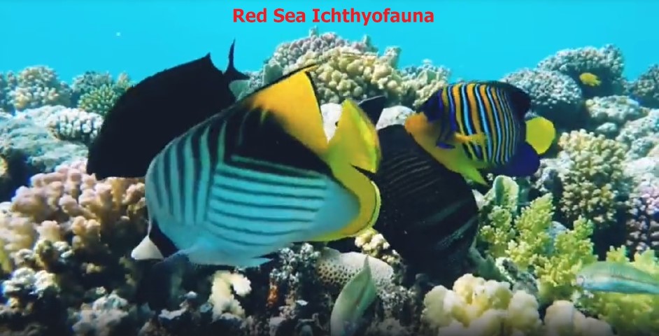 Ichthyofauna