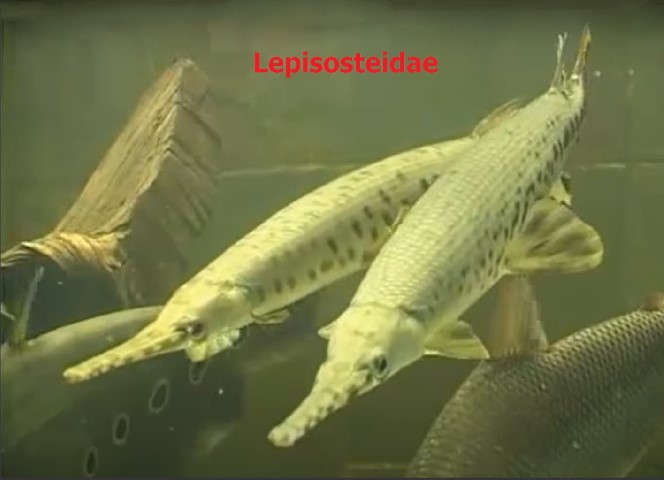 Ichthyotoxins