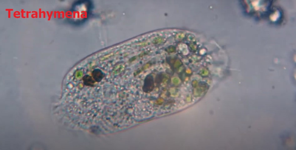 Ciliophora