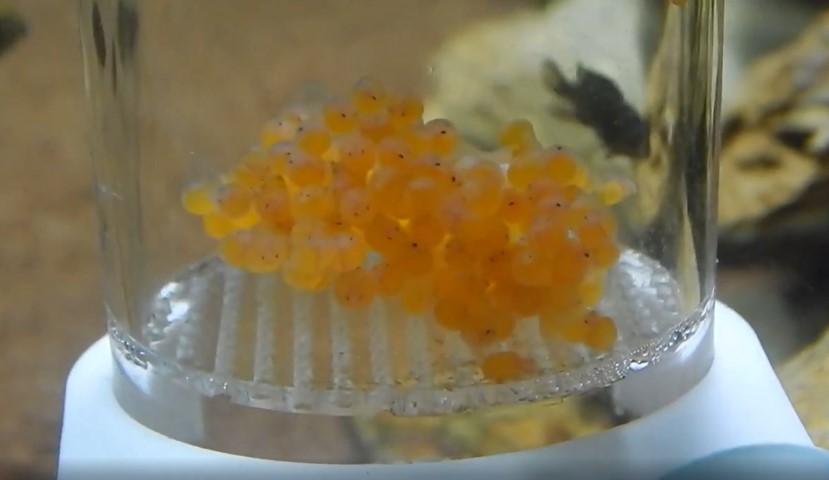Incubation period